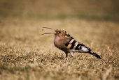IIP Online Student Photography